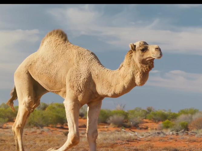 梦见单峰骆驼预示哪些？高效解决方案揭秘其象征意义