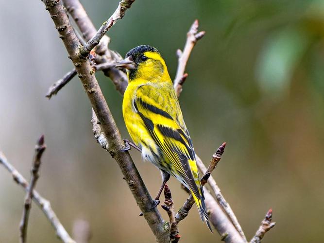 梦见黄雀的深层寓意解读丰富内涵，提升个人智慧与运势！
