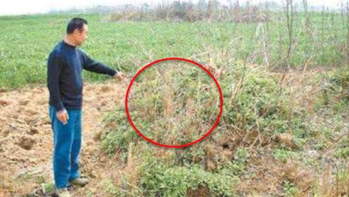 梦见家里长草预示何意？心理解读与风水解析对比