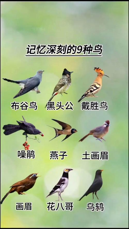 梦见布谷鸟的6个深层含义专家解读象征与启示