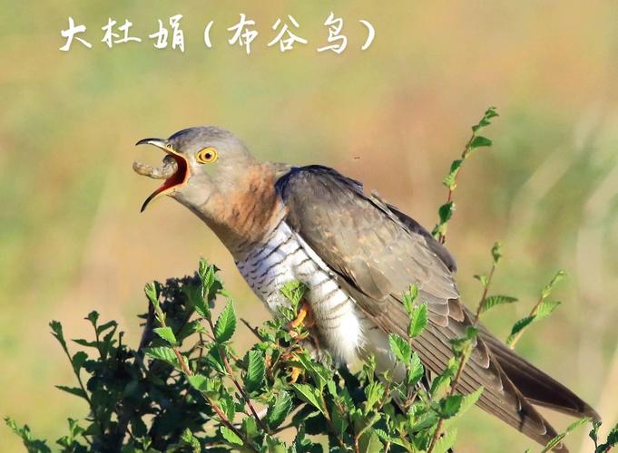 梦见布谷鸟的6个深层含义专家解读象征与启示