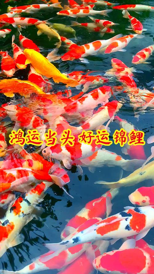 梦见活鱼预示着幸运转机鲜活象征生活涌动，网友称赞好运连连！