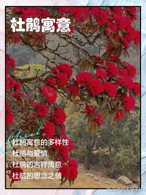 梦见杜鹃寓意解析揭示你未来的运势与转机