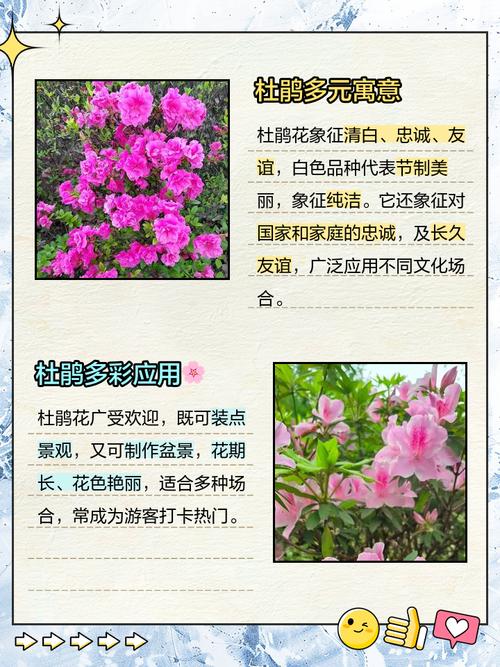 梦见杜鹃寓意解析揭示你未来的运势与转机