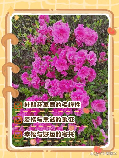 梦见杜鹃寓意解析揭示你未来的运势与转机