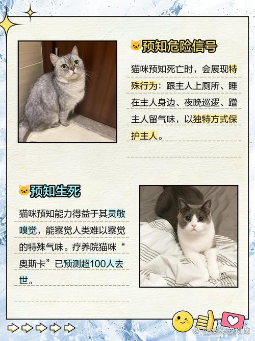 梦见猫死了的5个心理暗示及应对方法解析