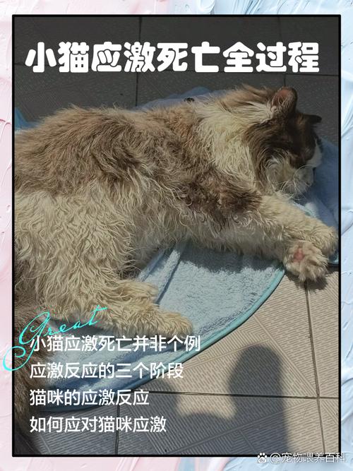 梦见猫死了的5个心理暗示及应对方法解析