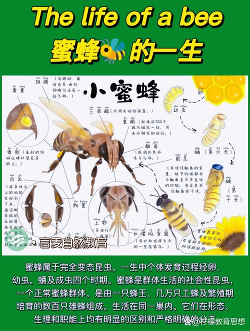 解梦指南7个梦见蜜蜂的意义与象征解析