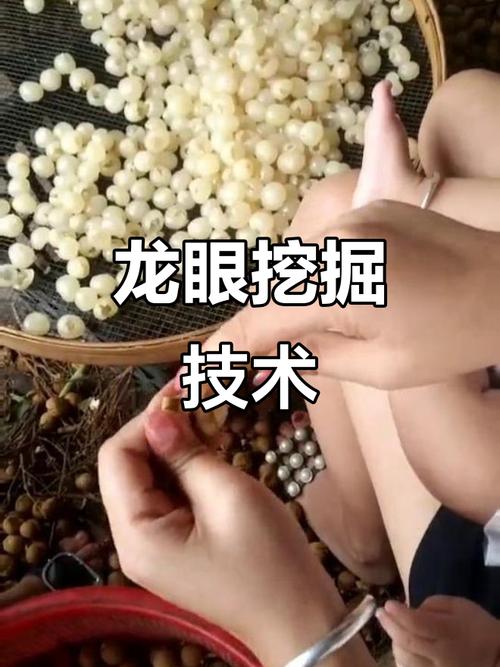 梦见摘龙眼果好兆头还是坏预兆？解析梦境意义
