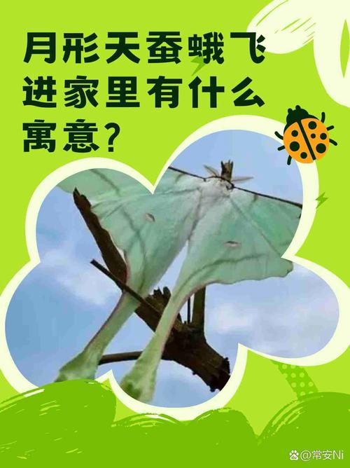 梦见蚕娥意味着哪些？解密背后的神秘寓意与人生启示