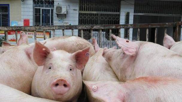 梦境中的悲喜交织，怀孕猪的象征意义与情感冲突解析