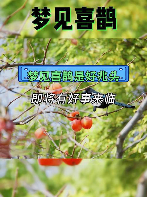 梦见喜鹊寓意解读5个让好运降临的梦境解析