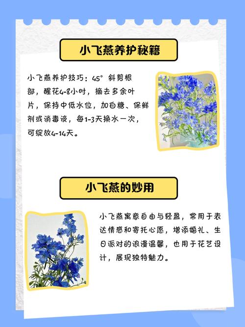 梦见飞燕解读5个易被忽视的心理暗示与解析