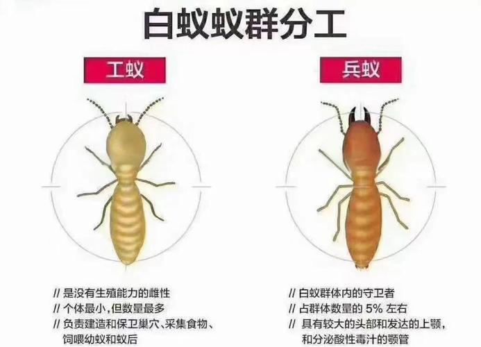 揭秘5种梦见白蚁的深层含义及心理提示