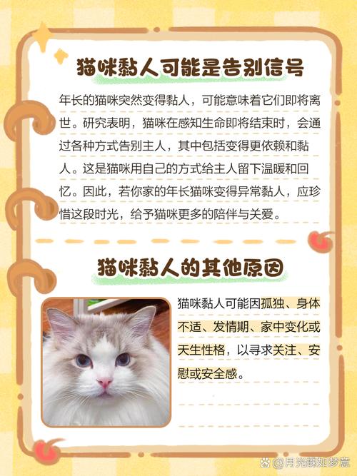 梦见小猫深意解析揭开潜意识传递的五大信息
