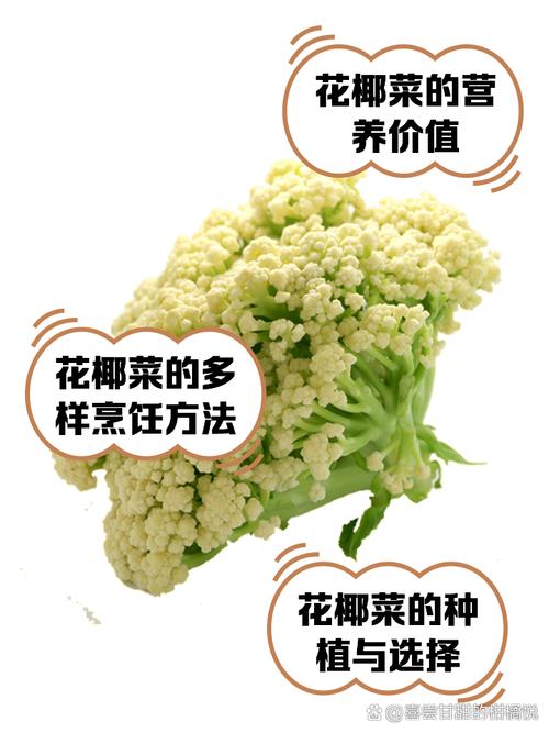 梦见花椰菜解析象征意义及心理影响深度分析