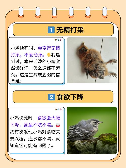 梦见鸡咬人解析5个注意事项及心理暗示