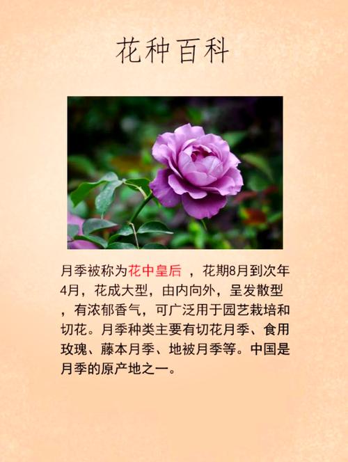 梦见月季花象征寓意深远，专家解析梦境背后的心理暗示！