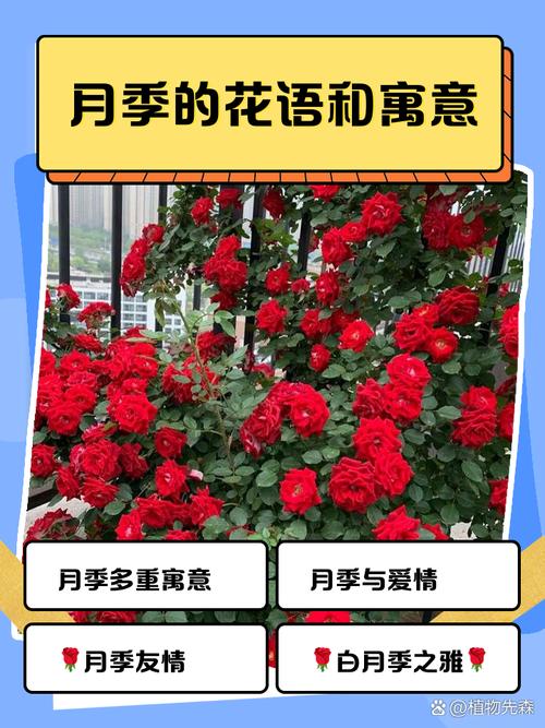 梦见月季花象征寓意深远，专家解析梦境背后的心理暗示！