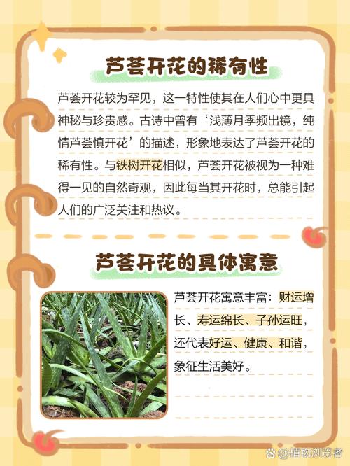 梦见芦荟开花的寓意解析，改善运势的小技巧