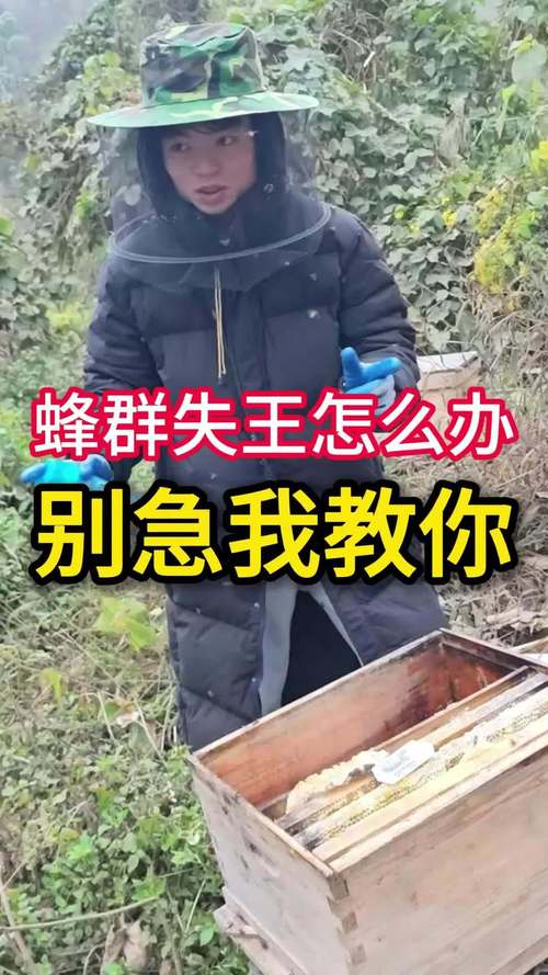 梦见蜂群预示着哪些？揭示心理暗示与高效解决方案