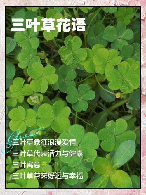 梦见三叶草预示哪些？解读梦境背后的深意与象征