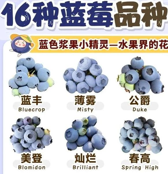 如何解读梦见蓝莓象征意义提升心灵与生活品质的指南