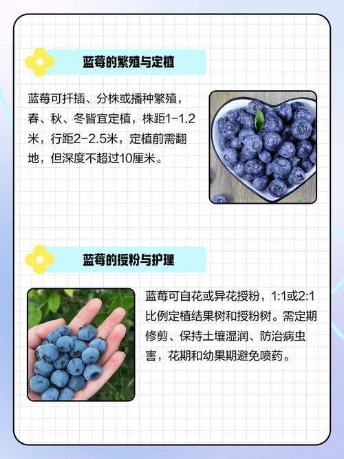如何解读梦见蓝莓象征意义提升心灵与生活品质的指南
