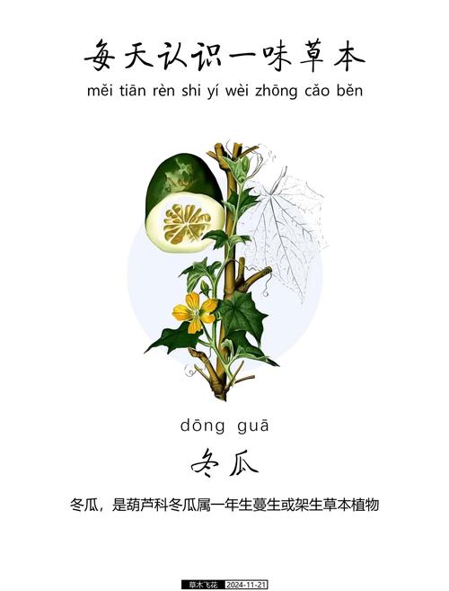 梦见冬瓜象征解析心理健康 vs 财运提升的对比分析
