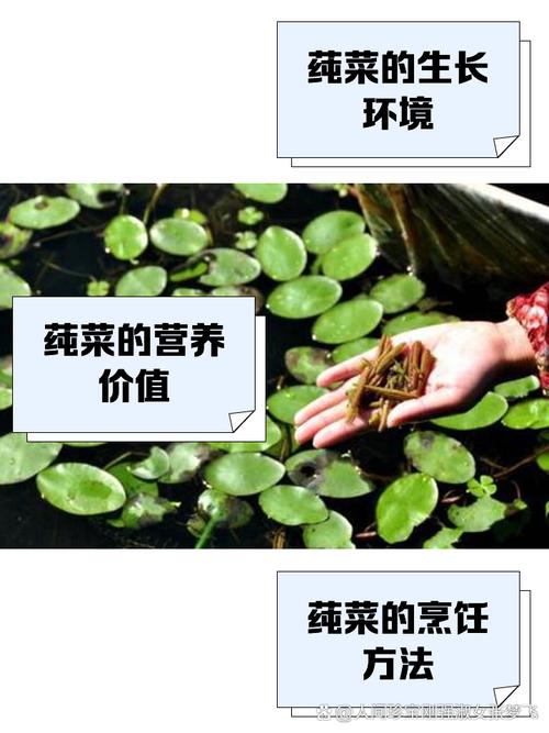 梦见莼菜预示哪些？探索梦境背后的隐秘意义