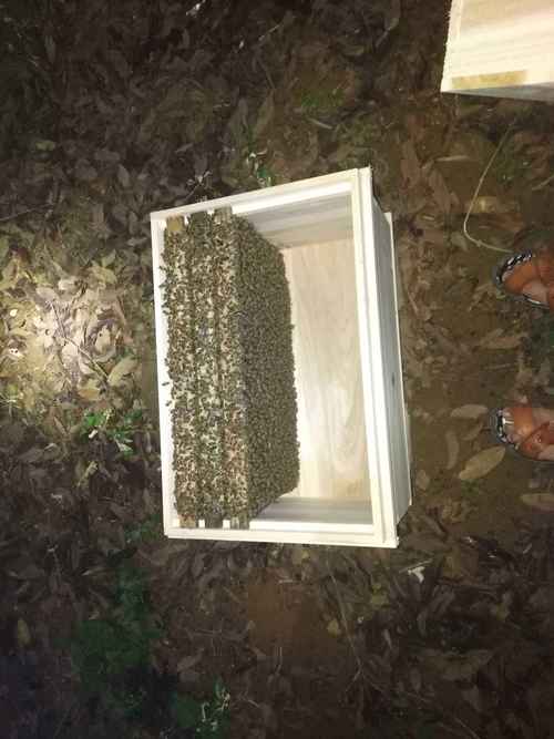 解读梦见蜂箱揭示内心秘密与生活启示