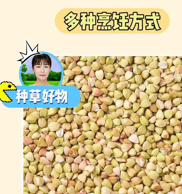 梦见荞麦的5种心理解读，让你更懂自己