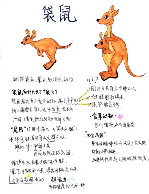 梦见袋鼠的神秘暗示解读梦境与生活变化之路 梦见袋鼠的神秘暗示解读梦境与生活变化之路