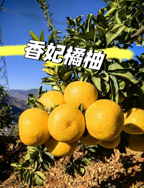 梦见橘柚橙柑意味着哪些?解密水果梦境背后的心理暗示与能量提升技巧 梦见橘柚橙柑意味着哪些?解密水果梦境背后的心理暗示与能量提升技巧