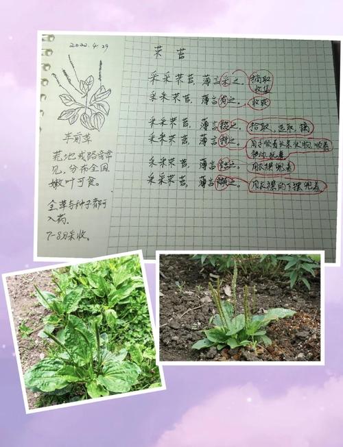 梦见拨草寓意与心理解析提高自我认知力 梦见拨草寓意与心理解析提高自我认知力
