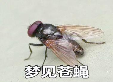 梦见打苍蝇有哪些寓意?解读梦境背后的心理暗示 梦见打苍蝇有哪些寓意?解读梦境背后的心理暗示