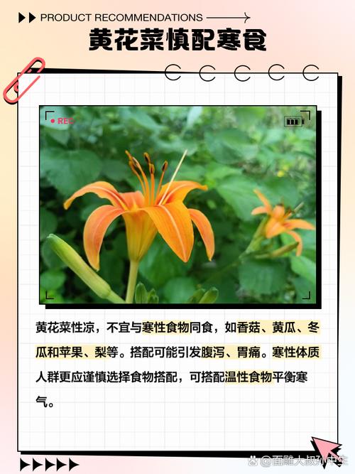 梦见黄花菜解读发现好运与幸福的象征 梦见黄花菜解读发现好运与幸福的象征