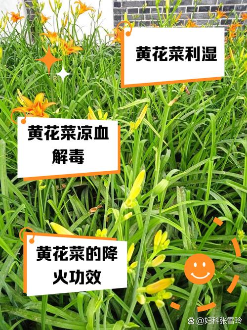 梦见黄花菜解读发现好运与幸福的象征 梦见黄花菜解读发现好运与幸福的象征