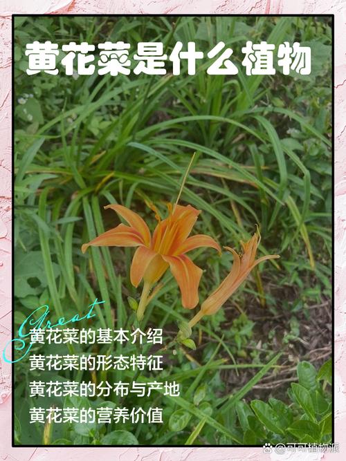 梦见黄花菜解读发现好运与幸福的象征 梦见黄花菜解读发现好运与幸福的象征