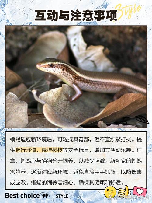 梦见蜥蜴寓意解读揭示5种心理暗示及应对技巧