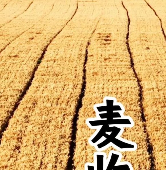 梦见割麦子的深刻寓意及象征意义解读潜意识中的丰收与成长