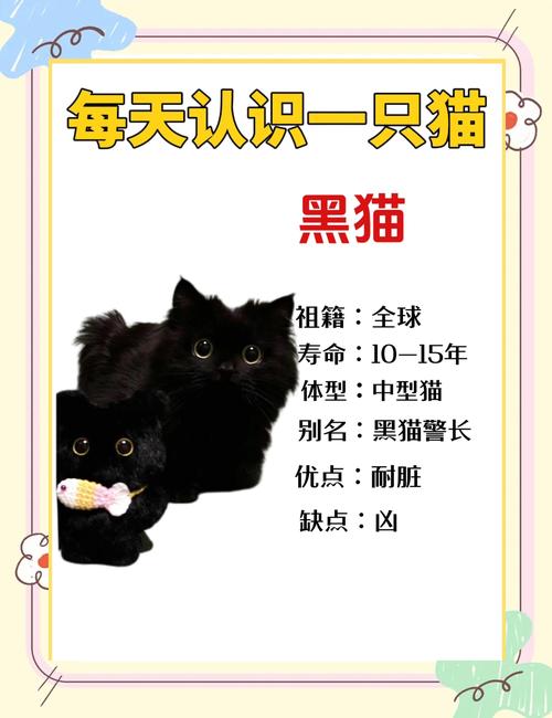 梦见血迹斑斑黑猫象征哪些?解析背后的深意和启示 梦见血迹斑斑黑猫象征哪些?解析背后的深意和启示