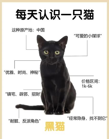 梦见血迹斑斑黑猫象征哪些?解析背后的深意和启示 梦见血迹斑斑黑猫象征哪些?解析背后的深意和启示