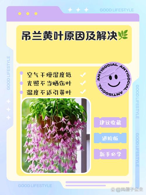 梦见吊兰解析5个含义和心理暗示推动内心成长 梦见吊兰解析5个含义和心理暗示推动内心成长