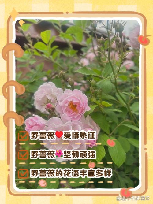 解读梦见野蔷薇9个专家认可的象征意义与心理分析