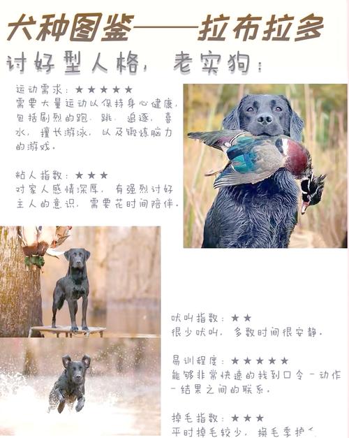 你的宠物狗真的像家人一样重要吗？——研究揭示主人与宠物的深厚情感纽带