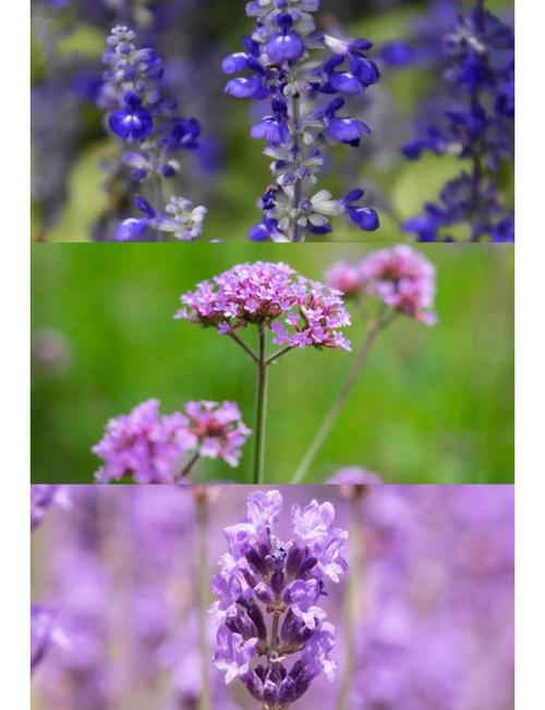 梦见薰衣草象征哪些？解读梦境与内心安宁的对比