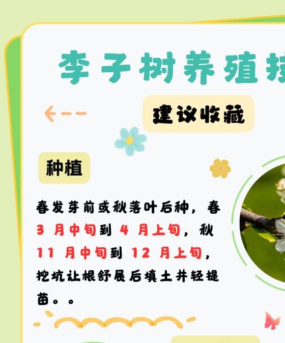 梦见李子树寓意解析好运来临还是烦恼将至？