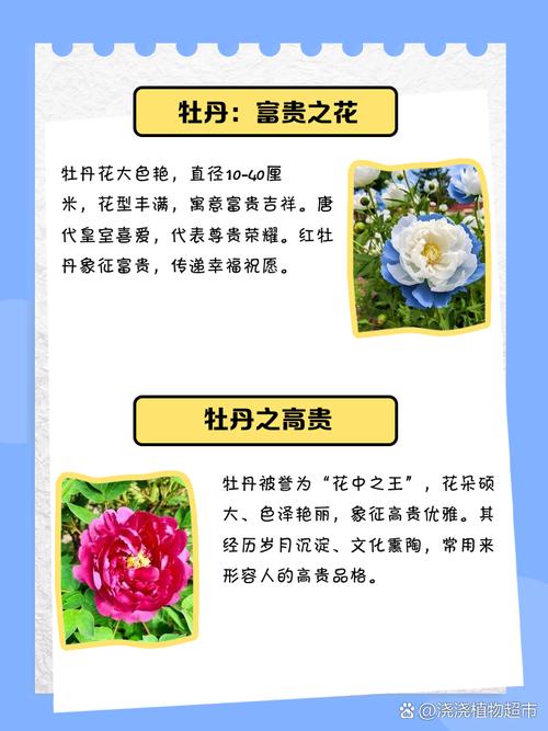 梦见牡丹开花解析象征意义 vs 真实预兆解读