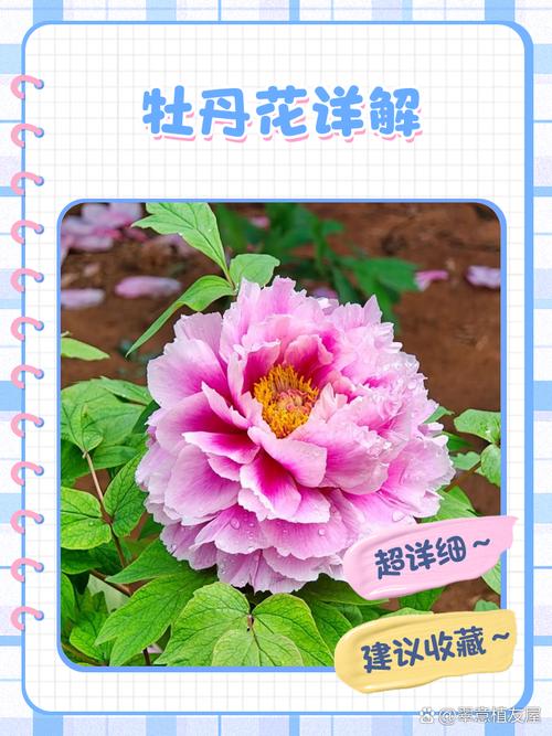 梦见牡丹开花解析象征意义 vs 真实预兆解读